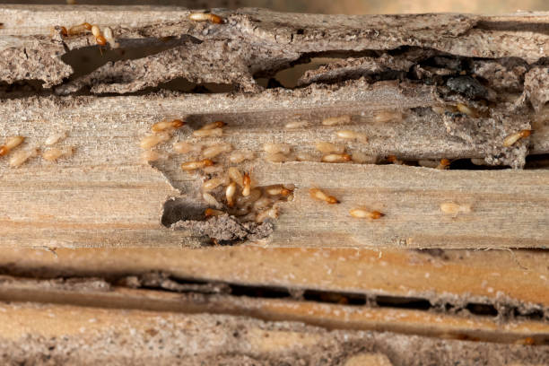 Wasp Removal Services in Arlington, NE